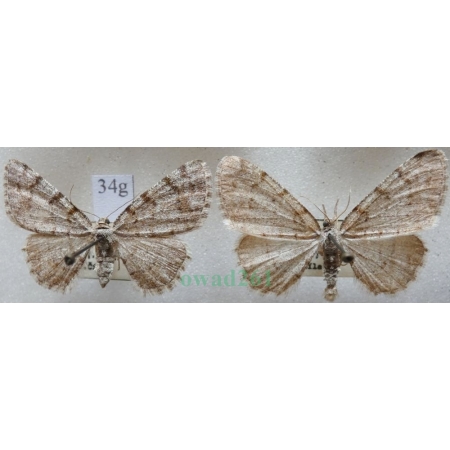 Aethalura punctulata (Denis & Schiffermüller, 1775) pair Przylepek olszyniak Czech34g